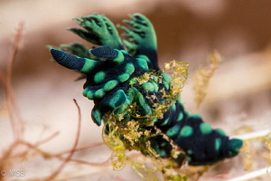 Nembrotha feeding in Seraya Secret in Bali. by Mehmet Salih Bilal 